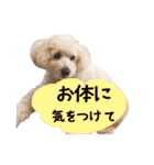 チームココ（個別スタンプ：7）
