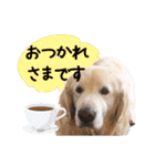 チームココ（個別スタンプ：9）