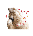 チームココ（個別スタンプ：13）