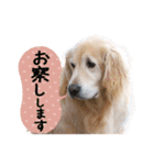 チームココ（個別スタンプ：17）