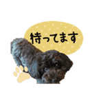 チームココ（個別スタンプ：20）