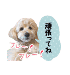 チームココ（個別スタンプ：23）