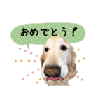 チームココ（個別スタンプ：25）