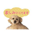 チームココ（個別スタンプ：27）
