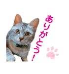 ねこのあんずさんの使いやすいスタンプ（個別スタンプ：1）
