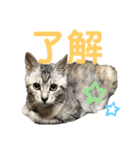 ねこのあんずさんの使いやすいスタンプ（個別スタンプ：2）