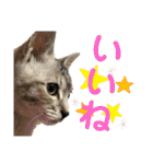 ねこのあんずさんの使いやすいスタンプ（個別スタンプ：3）