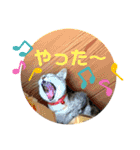 ねこのあんずさんの使いやすいスタンプ（個別スタンプ：6）