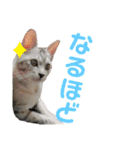 ねこのあんずさんの使いやすいスタンプ（個別スタンプ：7）