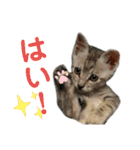 ねこのあんずさんの使いやすいスタンプ（個別スタンプ：8）