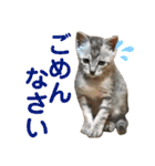 ねこのあんずさんの使いやすいスタンプ（個別スタンプ：9）