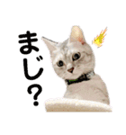 ねこのあんずさんの使いやすいスタンプ（個別スタンプ：11）