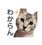 ねこのあんずさんの使いやすいスタンプ（個別スタンプ：12）