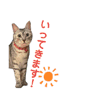 ねこのあんずさんの使いやすいスタンプ（個別スタンプ：13）