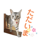 ねこのあんずさんの使いやすいスタンプ（個別スタンプ：15）