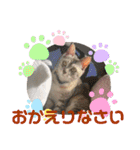 ねこのあんずさんの使いやすいスタンプ（個別スタンプ：16）