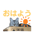 ねこのあんずさんの使いやすいスタンプ（個別スタンプ：19）