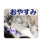 ねこのあんずさんの使いやすいスタンプ（個別スタンプ：20）