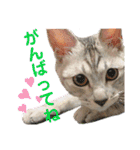 ねこのあんずさんの使いやすいスタンプ（個別スタンプ：21）