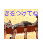 ねこのあんずさんの使いやすいスタンプ（個別スタンプ：22）