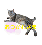 ねこのあんずさんの使いやすいスタンプ（個別スタンプ：24）
