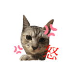 ねこのあんずさんの使いやすいスタンプ（個別スタンプ：25）
