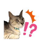 ねこのあんずさんの使いやすいスタンプ（個別スタンプ：26）