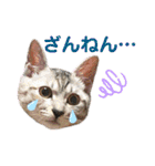 ねこのあんずさんの使いやすいスタンプ（個別スタンプ：27）