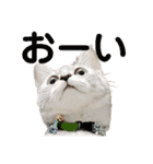 ねこのあんずさんの使いやすいスタンプ（個別スタンプ：28）