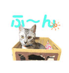 ねこのあんずさんの使いやすいスタンプ（個別スタンプ：29）