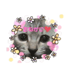 ねこのあんずさんの使いやすいスタンプ（個別スタンプ：30）