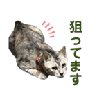 ねこのあんずさんの使いやすいスタンプ（個別スタンプ：31）