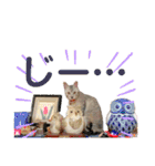 ねこのあんずさんの使いやすいスタンプ（個別スタンプ：32）