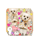 マルチワワ＆マルチーズ兄弟 ♡（個別スタンプ：1）