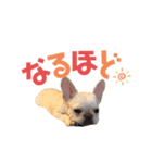 フレブルのマイル2（個別スタンプ：19）