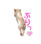 フレブルのマイル2（個別スタンプ：23）