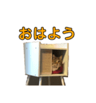 とむとべるのスタンプ2（個別スタンプ：5）