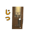 とむとべるのスタンプ2（個別スタンプ：9）