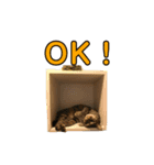 とむとべるのスタンプ2（個別スタンプ：10）