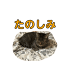 とむとべるのスタンプ2（個別スタンプ：12）
