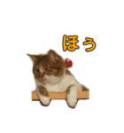 とむとべるのスタンプ2（個別スタンプ：13）