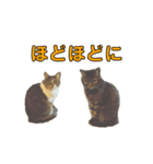 とむとべるのスタンプ2（個別スタンプ：15）