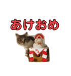 とむとべるのスタンプ2（個別スタンプ：16）