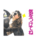 lovelyダックス・Friends（個別スタンプ：6）