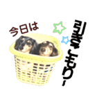 lovelyダックス・Friends（個別スタンプ：9）