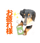 lovelyダックス・Friends（個別スタンプ：12）