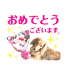 lovelyダックス・Friends（個別スタンプ：13）