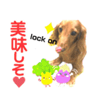 lovelyダックス・Friends（個別スタンプ：15）