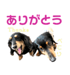 lovelyダックス・Friends（個別スタンプ：17）