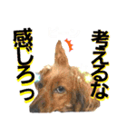 lovelyダックス・Friends（個別スタンプ：28）